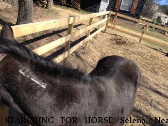 SEARCHING FOR HORSE Selena, Near Huntington, NY, 11743